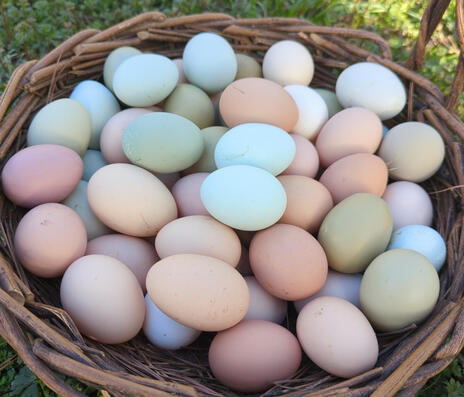 Fresh eggs are gathered twice a day and prepared for delivery.