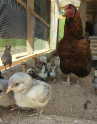 Chicks are raised by hens for four weeks, during which they learn what’s safe to eat, how to avoid danger, and how to stay warm and regulate their activity