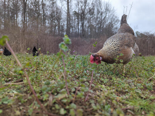 From dawn to dust, the chickens spend their days exploring and foraging..