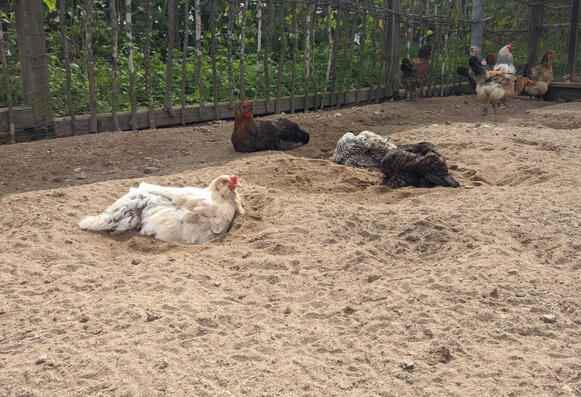 ... dust bathing, sunbathing, practicing short flights, resting, and socializing.
