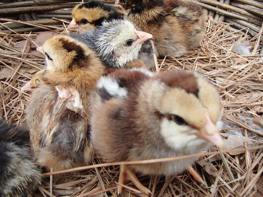 Every year, we breed and adopt a range of chick varieties.