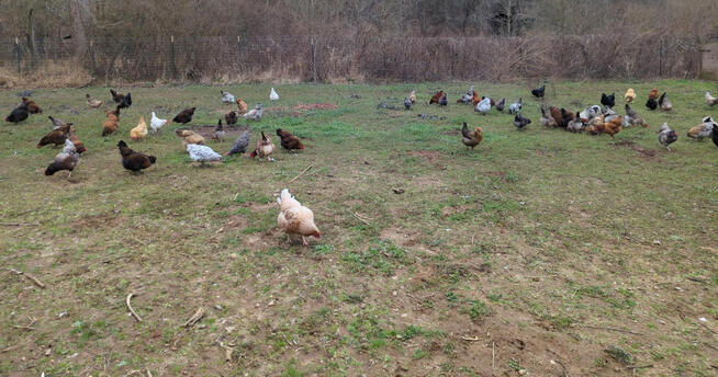Once they reach three months of age, they join the rest of the flock in the open pasture. There, they forage freely and settle into the natural rhythm of the flock.